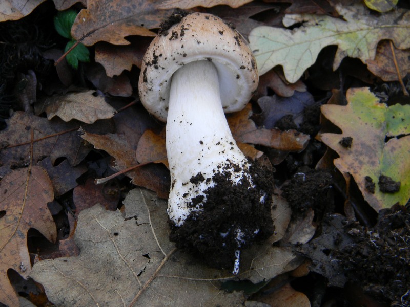 4) Fotografati il 20.12.2011. sotto Quercia