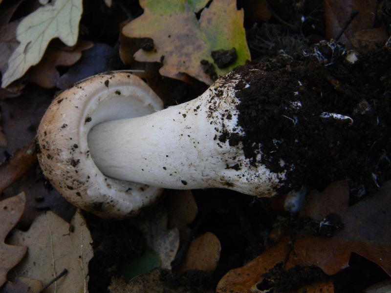 4) Fotografati il 20.12.2011. sotto Quercia