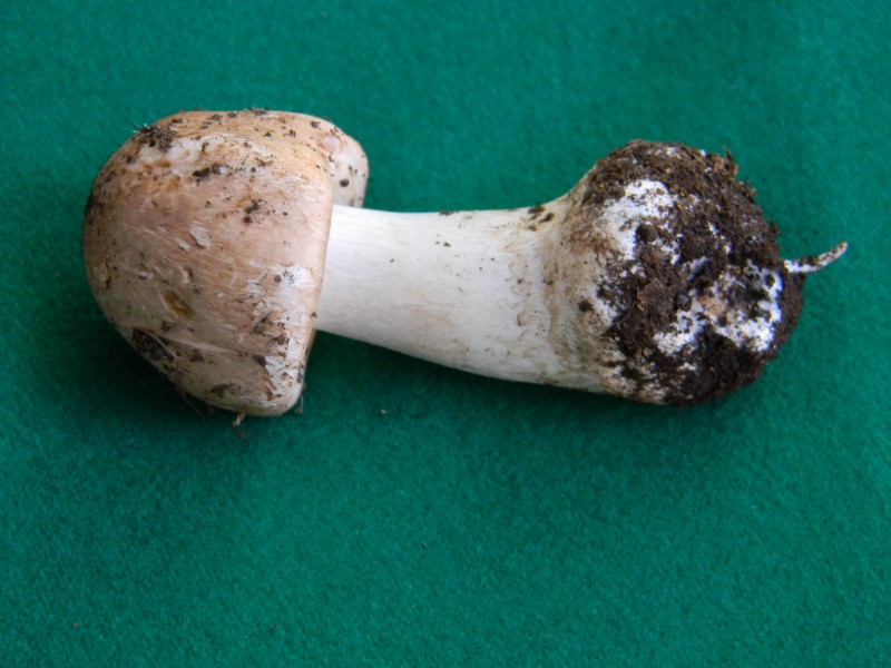 4) Fotografati il 20.12.2011. sotto Quercia