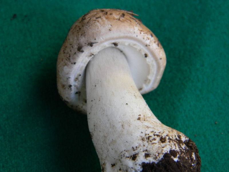 4) Fotografati il 20.12.2011. sotto Quercia