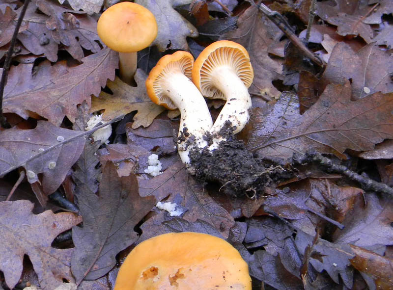 Hygrophorus leporinus fotog.il 7.12.2010.