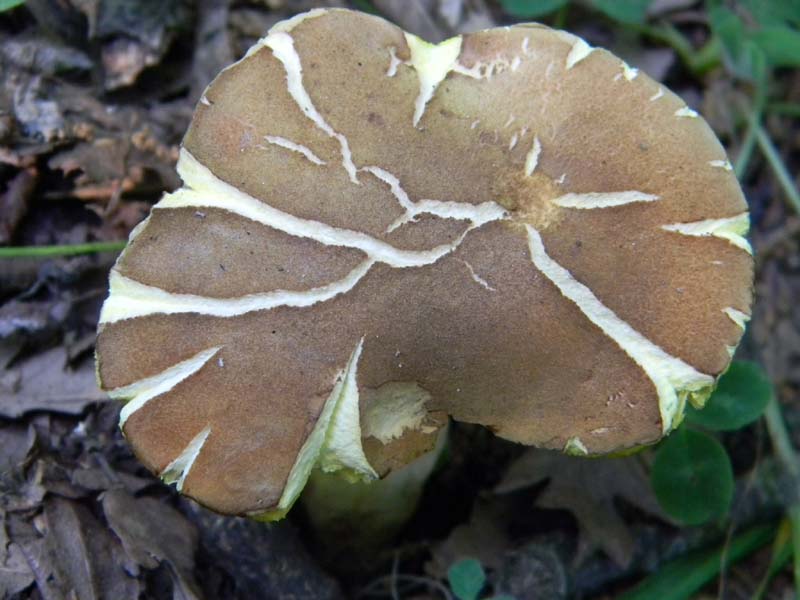 Ritrovamenti del 17.06.2011.sotto Quercia 3�guppo