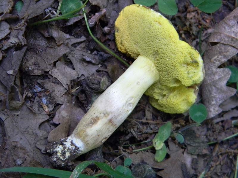 Ritrovamenti del 17.06.2011.sotto Quercia 3�guppo