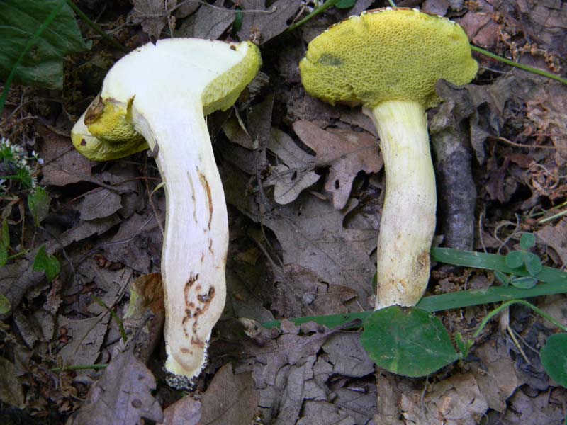 Ritrovamenti del 17.06.2011.sotto Quercia 3�guppo