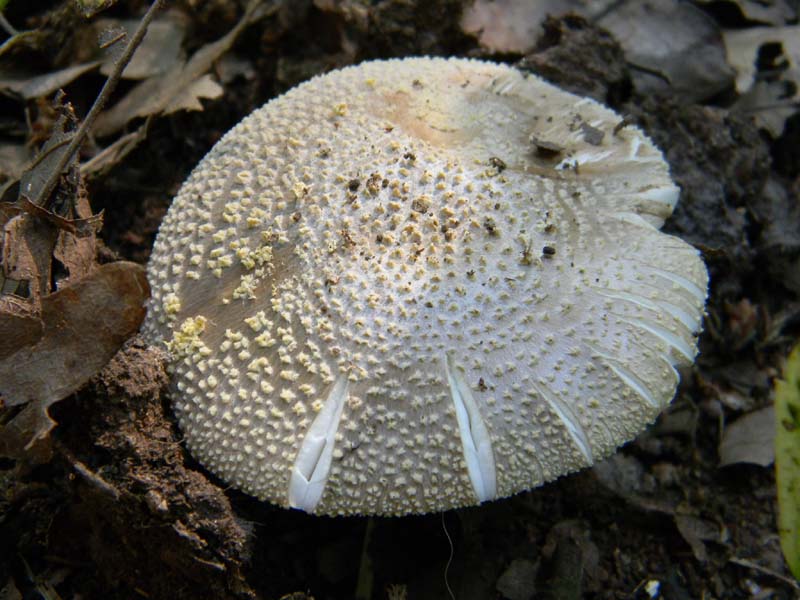 Ritrovamenti del 17.06.2011.sotto Quercia 2�gruppo