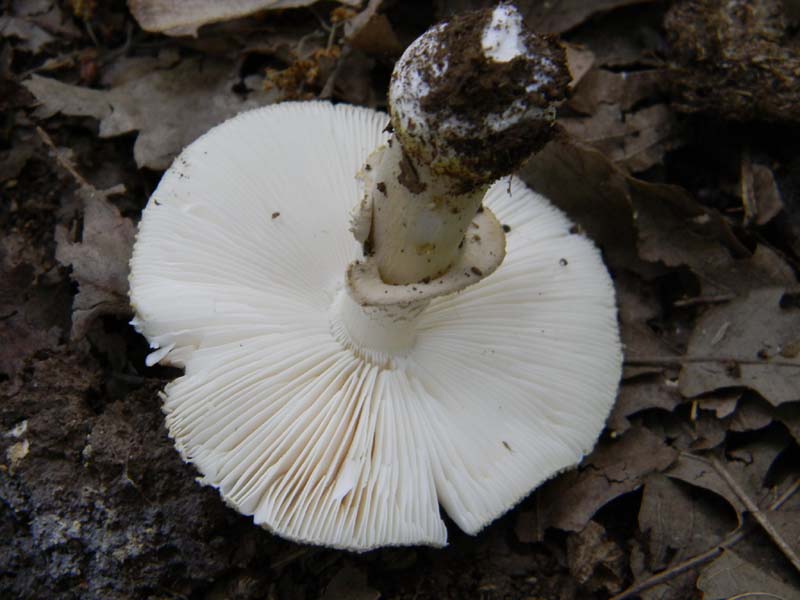 Ritrovamenti del 17.06.2011.sotto Quercia 2�gruppo