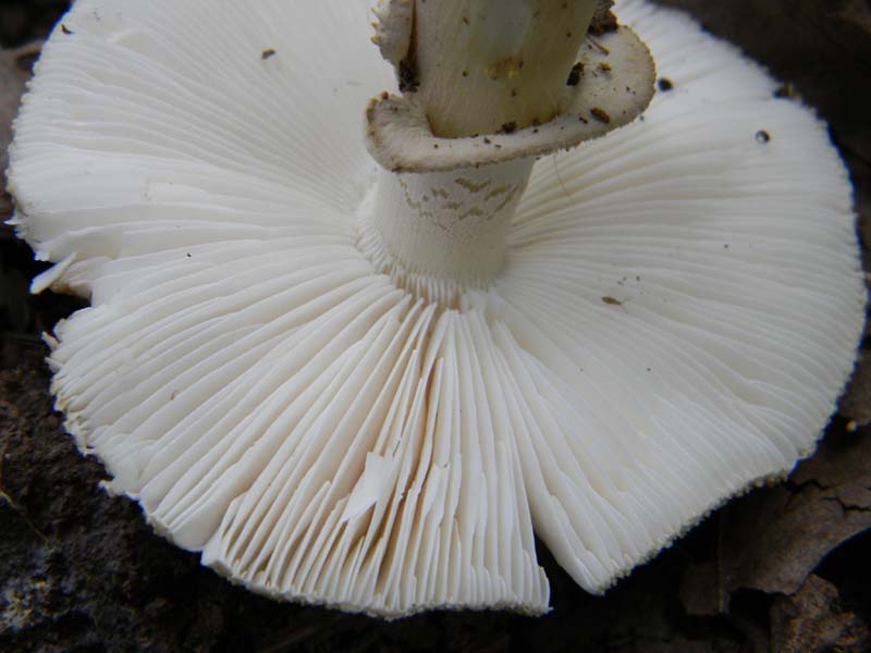 Ritrovamenti del 17.06.2011.sotto Quercia 2�gruppo