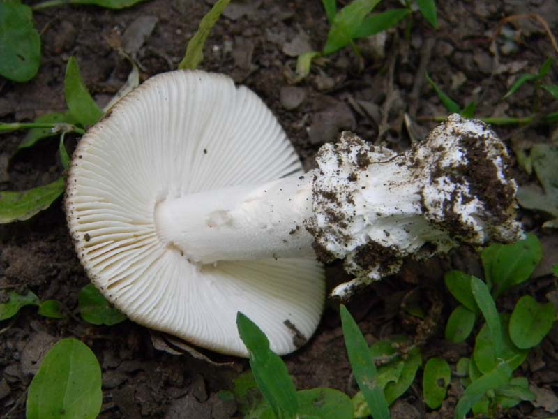 Ritrovamenti del 17.06.2011.sotto Quercia 2�gruppo