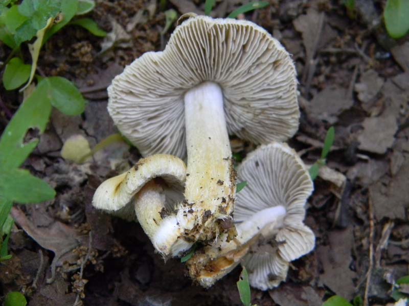 Ritrovamenti del 17.06.2011.sotto Quercia 1�gruppo