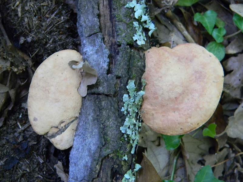 Ritrovamenti del 17.06.2011.sotto Quercia 1�gruppo