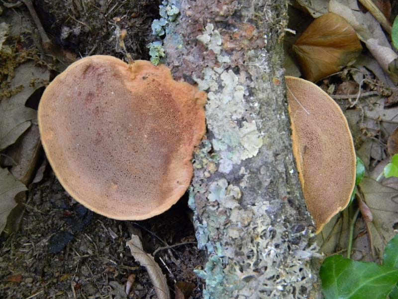 Ritrovamenti del 17.06.2011.sotto Quercia 1�gruppo
