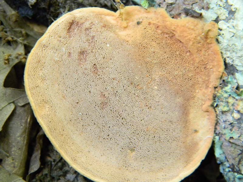 Ritrovamenti del 17.06.2011.sotto Quercia 1�gruppo