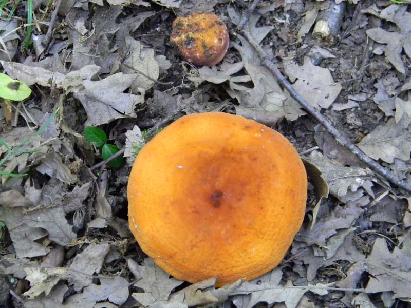 Ritrovamenti del 17.06.2011.sotto Quercia 2�gruppo