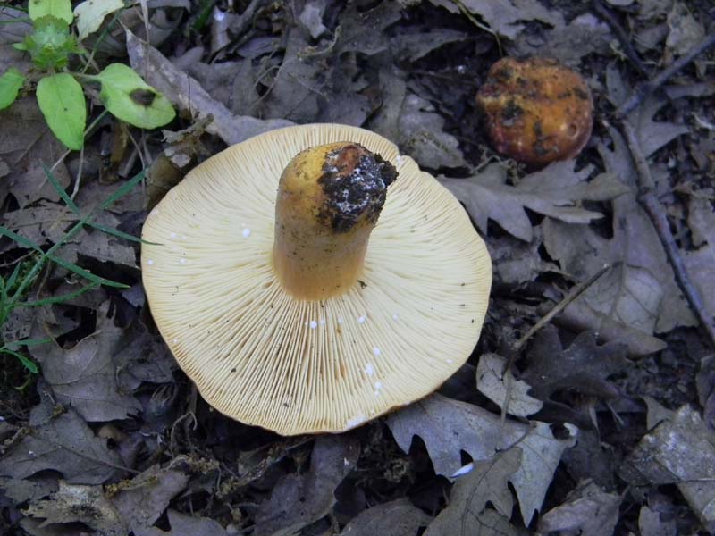 Ritrovamenti del 17.06.2011.sotto Quercia 2�gruppo