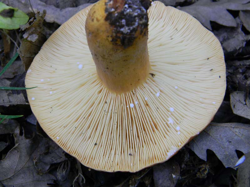 Ritrovamenti del 17.06.2011.sotto Quercia 2�gruppo