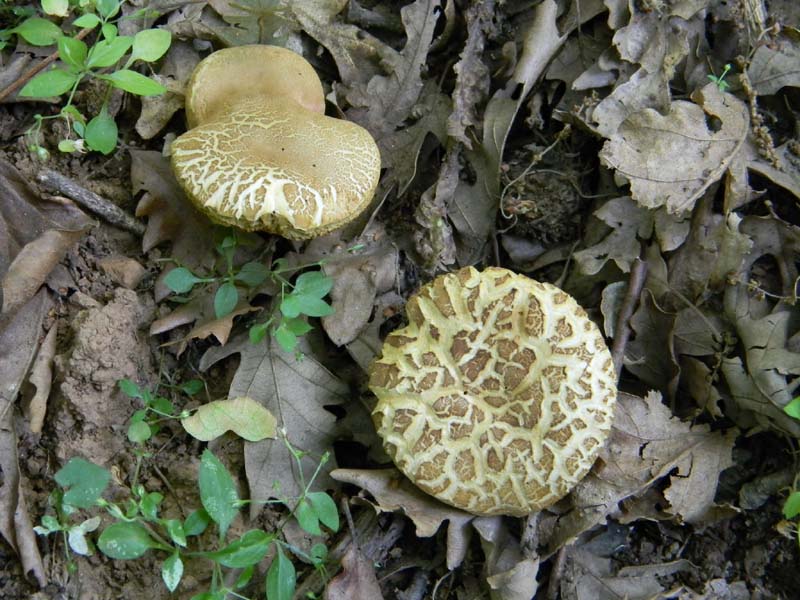 Ritrovamenti del 17.06.2011.sotto Quercia 1�gruppo