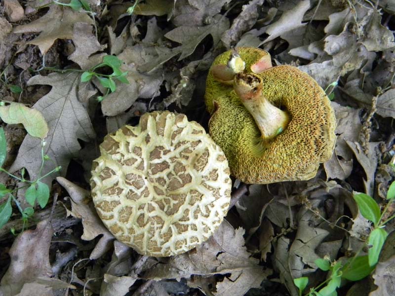 Ritrovamenti del 17.06.2011.sotto Quercia 1�gruppo