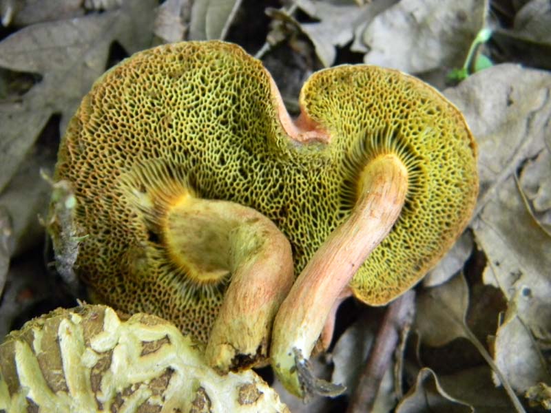 Ritrovamenti del 17.06.2011.sotto Quercia 1�gruppo