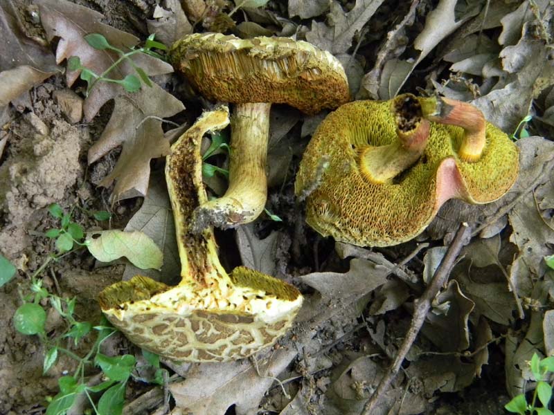 Ritrovamenti del 17.06.2011.sotto Quercia 1�gruppo