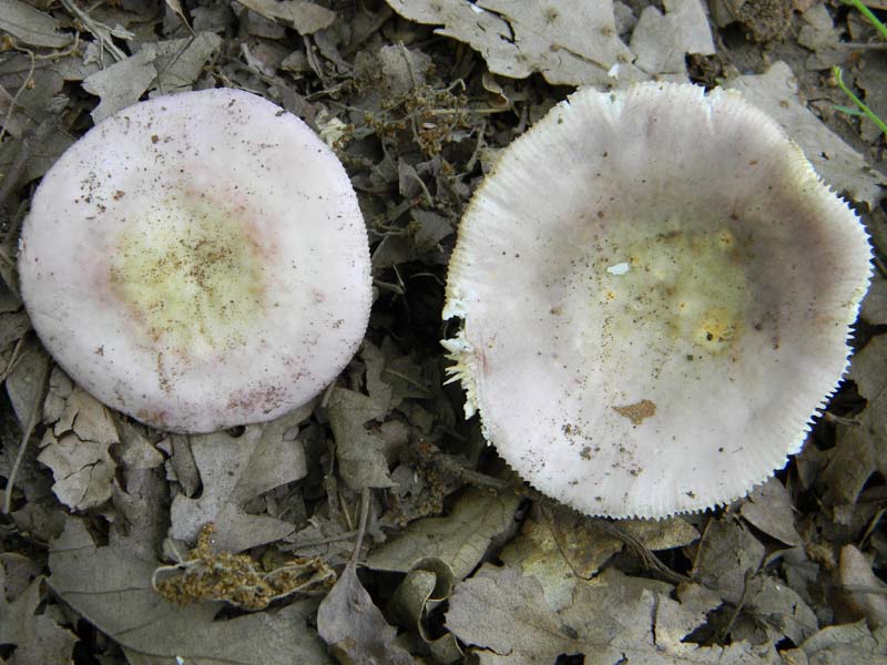 Ritrovamenti del 17.06.2011.sotto Quercia 1�gruppo