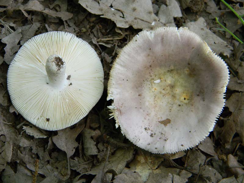 Ritrovamenti del 17.06.2011.sotto Quercia 1�gruppo