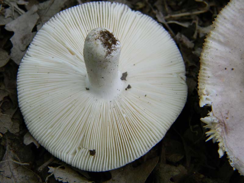 Ritrovamenti del 17.06.2011.sotto Quercia 1�gruppo