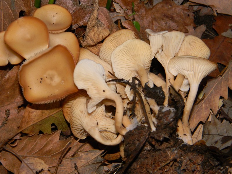 1) Ritrovamenti 30.12.2011.   bosco di Quercia