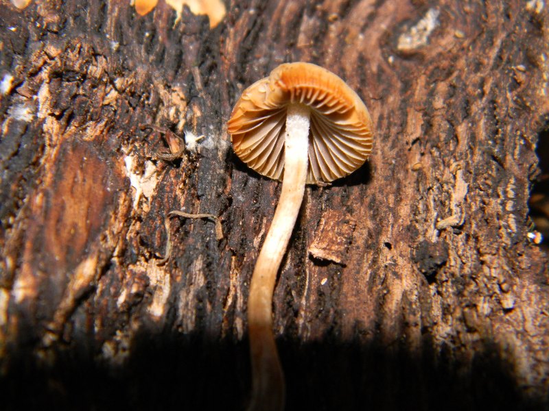 1) Ritrovamenti 30.12.2011.   bosco di Quercia