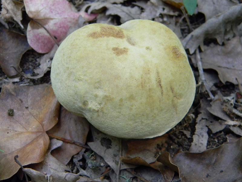 Ritrovamenti del 17.06.2011.sotto Quercia 1�gruppo