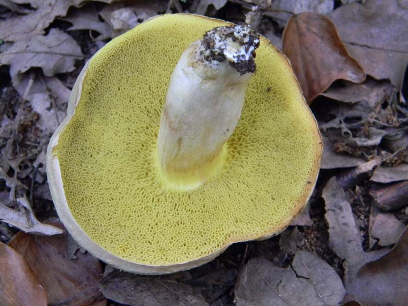 Ritrovamenti del 17.06.2011.sotto Quercia 1�gruppo