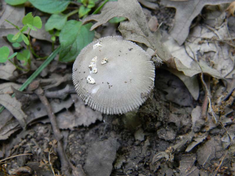 Ritrovamenti del 17.06.2011.sotto Quercia 3�guppo