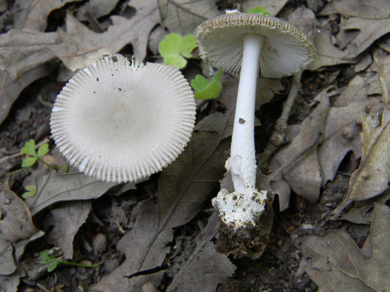 Ritrovamenti del 17.06.2011.sotto Quercia 3�guppo