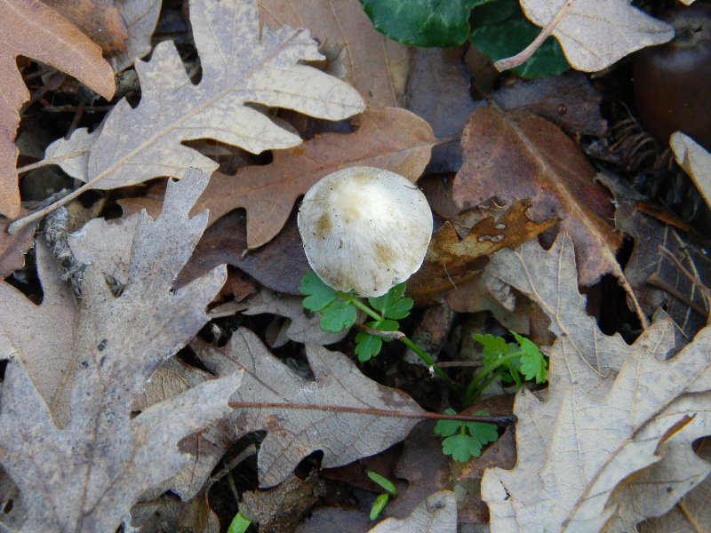 2) Fotografati il 30.12.2011. sotto Quercia