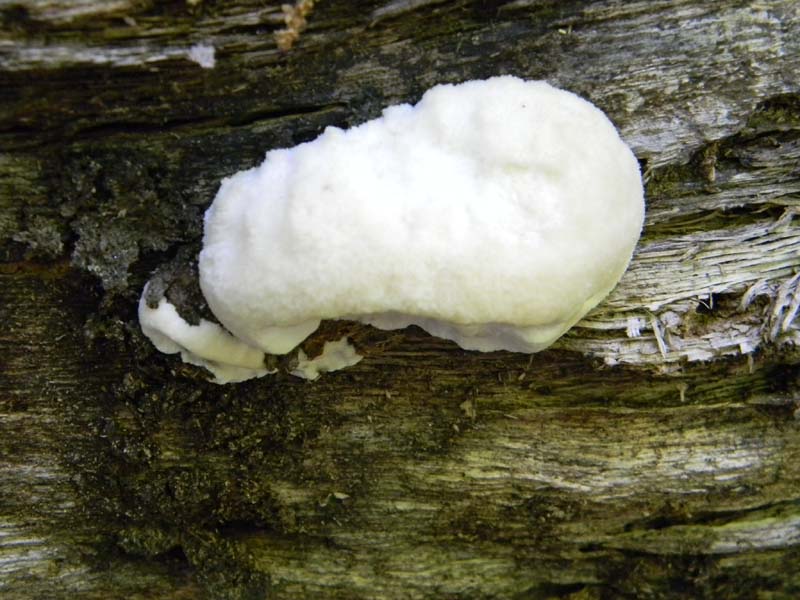 Ritrovamenti del 17.06.2011.sotto Quercia 3�guppo