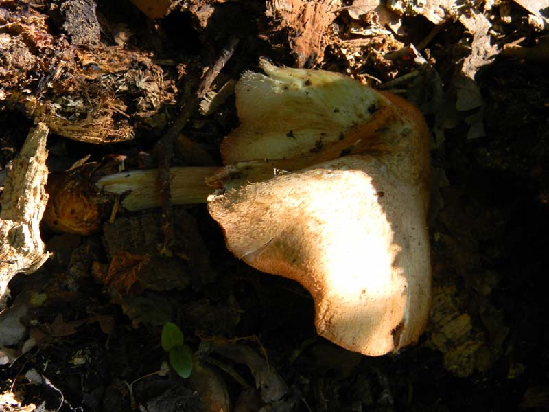 Ritrovamenti del 17.06.2011.sotto Quercia 3�guppo