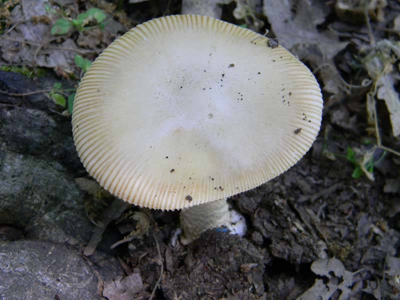 Ritrovamenti del 17.06.2011.sotto Quercia 2�gruppo