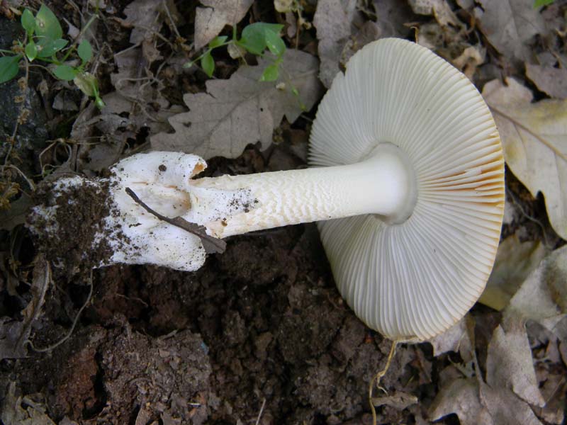 Ritrovamenti del 17.06.2011.sotto Quercia 2�gruppo