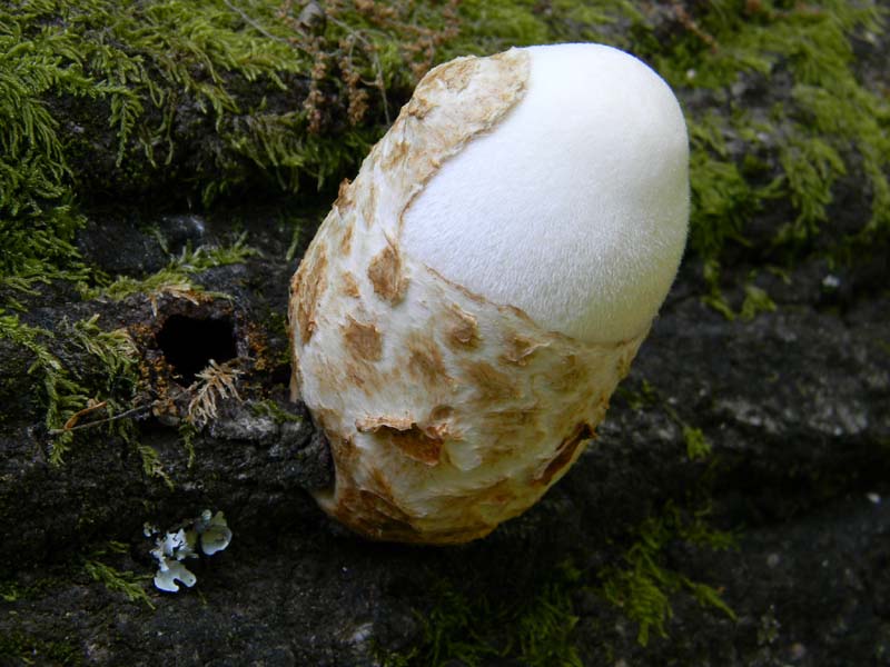 Ritrovamenti del 17.06.2011.sotto Quercia 3�guppo