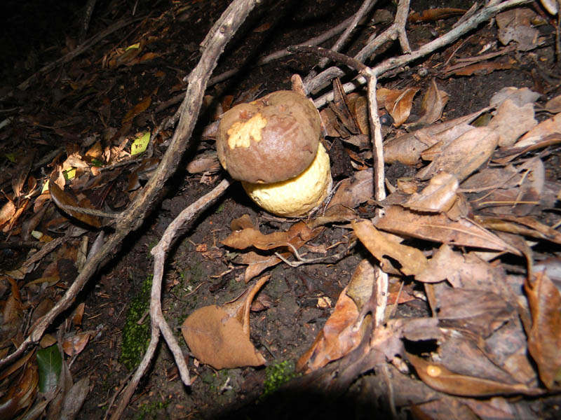 Alcuni ritrovamenti del 10.12.2010.