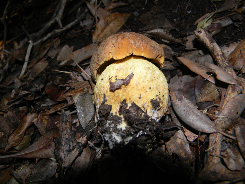 Alcuni ritrovamenti del 10.12.2010.