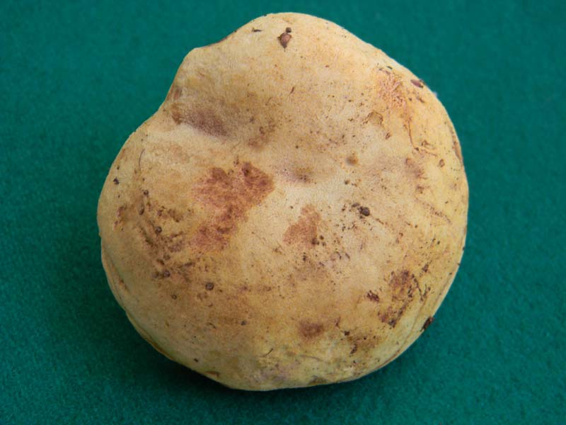 Ritrovamenti del 17.06.2011.sotto Quercia 1�gruppo