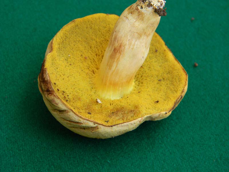 Ritrovamenti del 17.06.2011.sotto Quercia 1�gruppo