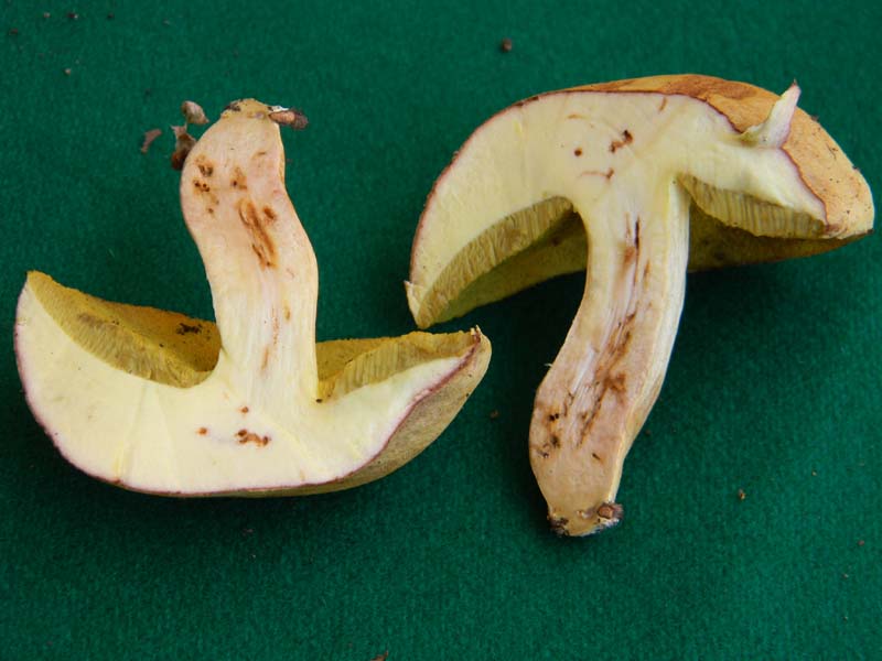 Ritrovamenti del 17.06.2011.sotto Quercia 1�gruppo