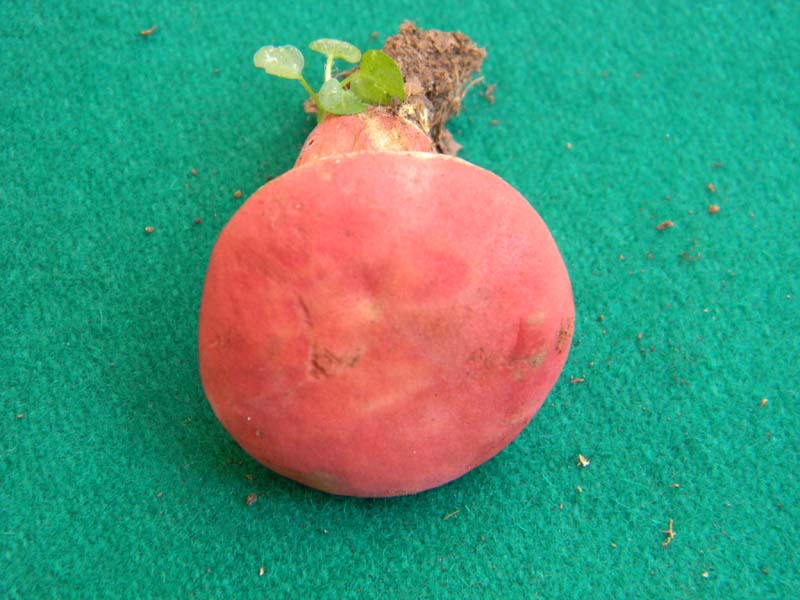 Ritrovamenti del 17.06.2011.sotto Quercia 3�guppo