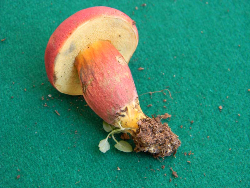 Ritrovamenti del 17.06.2011.sotto Quercia 3�guppo