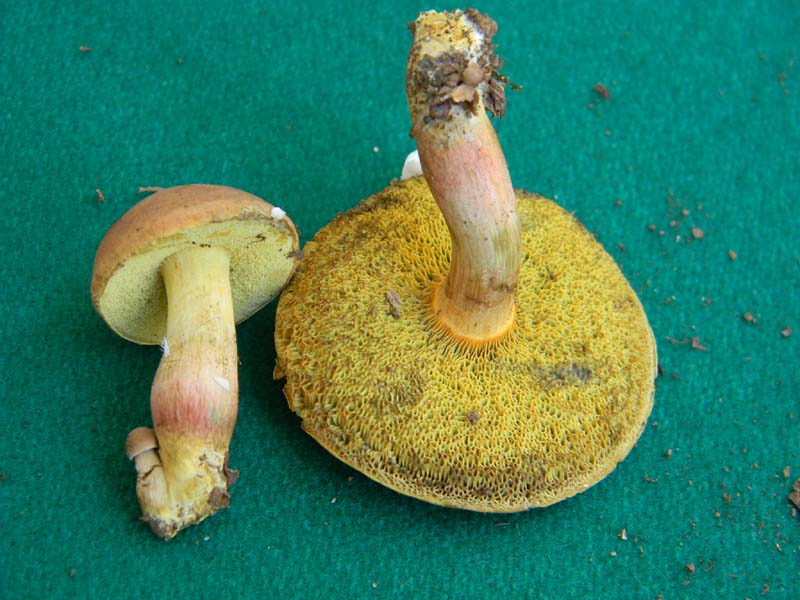 Ritrovamenti del 17.06.2011.sotto Quercia 2�gruppo