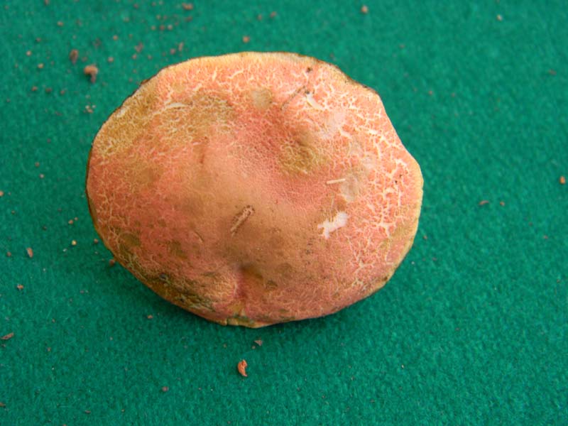 Ritrovamenti del 17.06.2011.sotto Quercia 2�gruppo