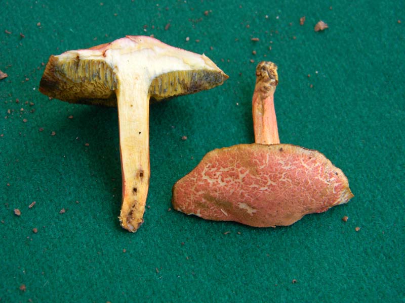 Ritrovamenti del 17.06.2011.sotto Quercia 2�gruppo