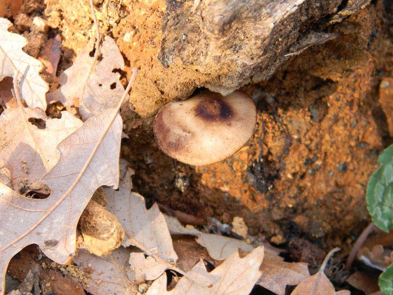 5)  Fotografati  il 30.12. 2011. sotto Quercia