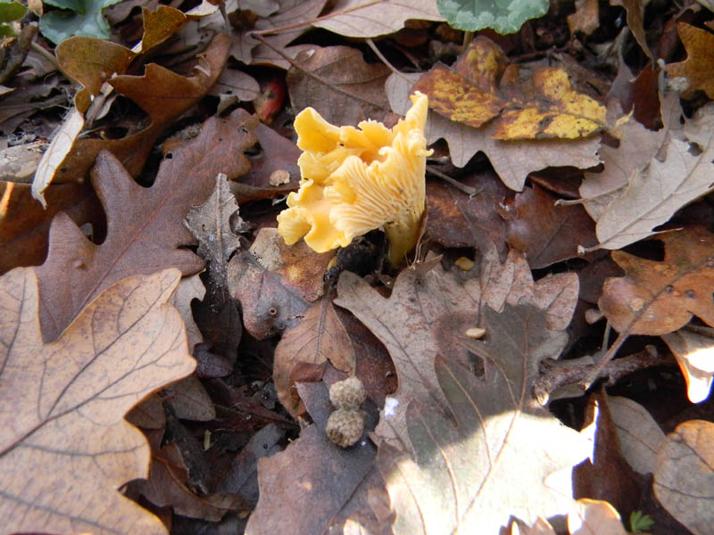 Alcuni ritrovamenti del 10.12.2010.